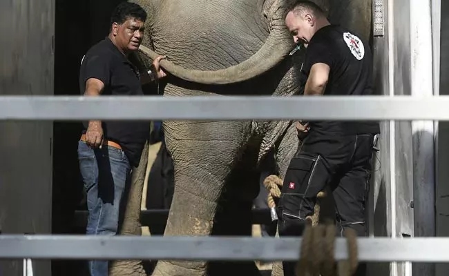 elephant fly from Pakistan to Cambodia - Sakshi