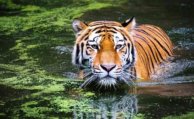 Madhya Pradesh Loses 26 Tigers In 2020 - Sakshi