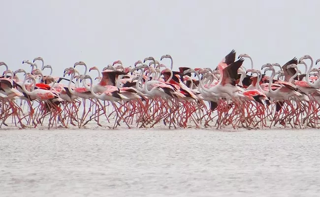 AP Government Is Gearing Up For The Flamingo Festival In January - Sakshi