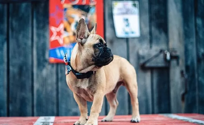 US Town Elects French Bulldog As Mayor - Sakshi