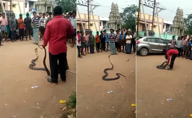 King Cobra found Hiding Inside Bike in Sirkakulam District - Sakshi