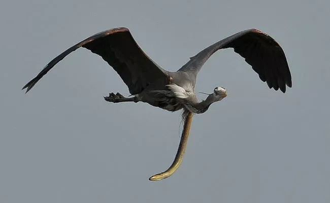 Snake Eel Comes Out From A Herons Stomach - Sakshi