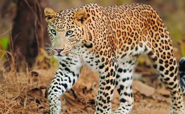 Two Killed By Leopard In Karnataka - Sakshi