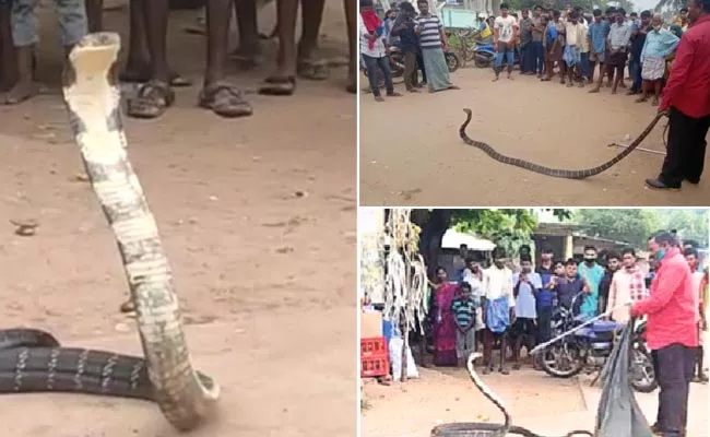 King Cobra Hulchul In Srikakulam District - Sakshi