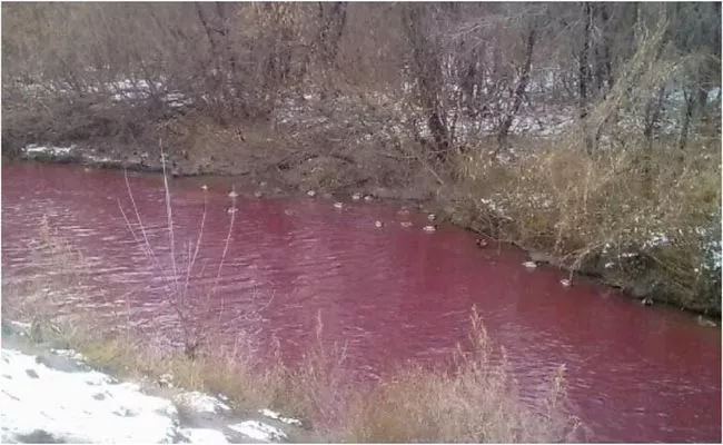 Viral: River In Russia Turns Beetroot Red Due To Pollution - Sakshi