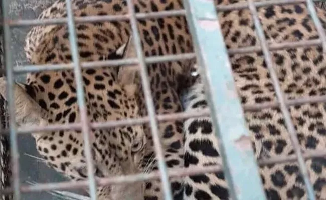 Leopard Strays Into Girls Hostel - Sakshi