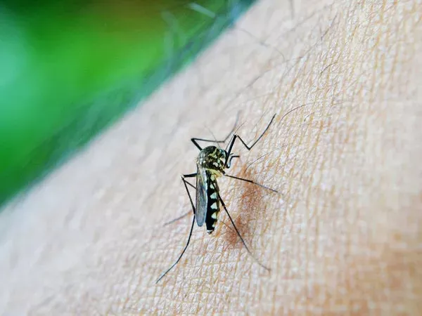 New Genus Of Malaria Detected In Kerala - Sakshi