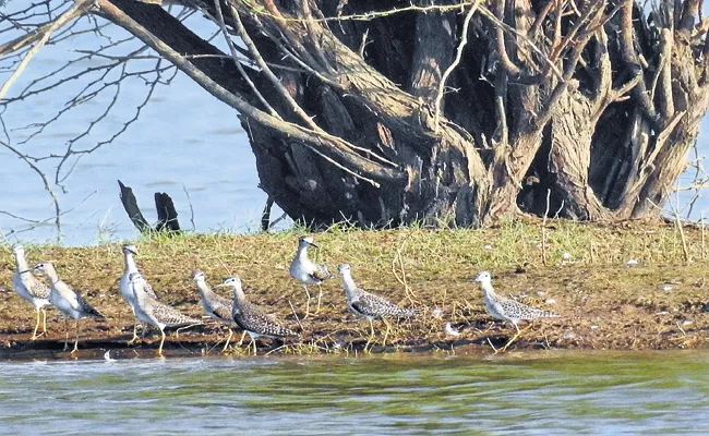 Estimated That 120 Bird Species Live In Vijayawada Region - Sakshi