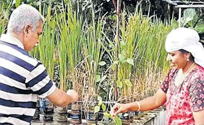 Couple Grows paddy on Terrace and Using Mineral Water Bottles In Kerala - Sakshi