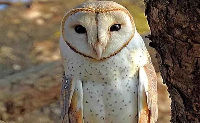 Owl Selling Man Arrested By Police In Hyderabad - Sakshi