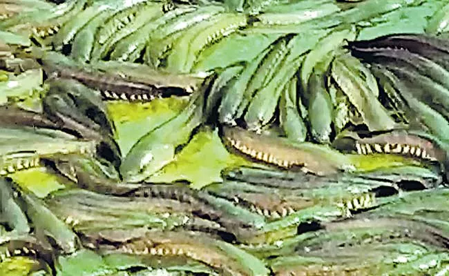 Korameenu Fish Cultivation In Cement Tanks At Jangaon District - Sakshi