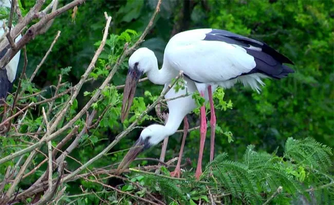 Siberian Cranes No Longer Visit In Srikakulam - Sakshi