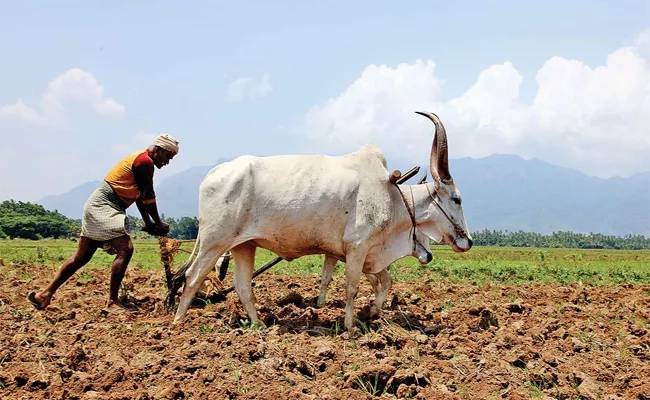 Rewind 2020: A to Z Things In Agriculter Sector In Prakasam - Sakshi