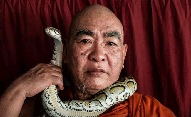 Buddhist Monk Has Created A Refuge For Snakes In Myanmar  - Sakshi