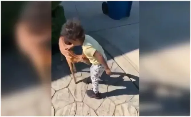 Toddler Plays With Baby Deer In Adorable Viral Video - Sakshi