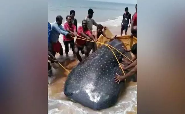 Kerala Fishermen Released Whale Shark Back Into Sea And Wins praise - Sakshi