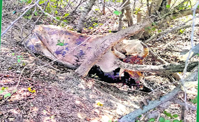 Tiger Attack On Cow In Mulugu District Forest Area - Sakshi