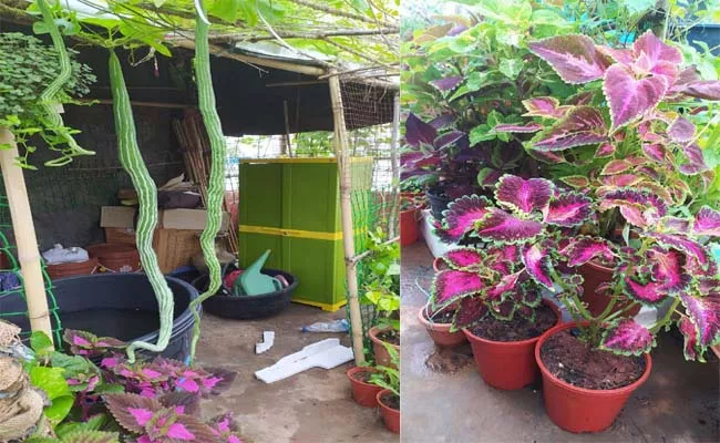 These Couple Made Terrace Garden In Prakasam - Sakshi