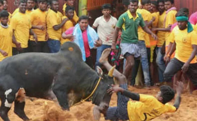 Two People Died In Watching Jallikattu In Tamil Nadu - Sakshi