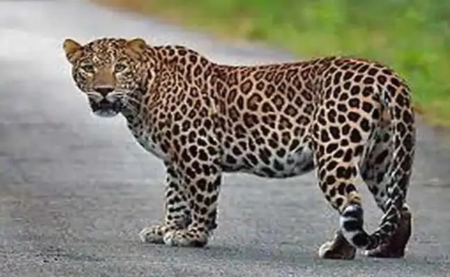 Leopard Deceased In Kakatiya Zoological Park At Warangal  - Sakshi