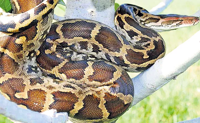 Endangered pythons - Sakshi