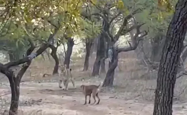 Stray Dog Fight With Lioness Viral Video - Sakshi