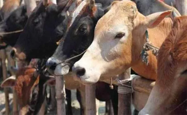 58 Indigenous cow breeding farms - Sakshi