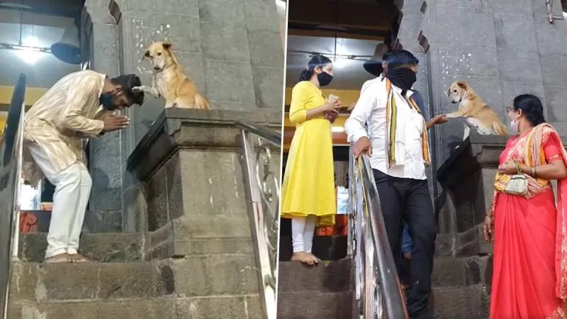 Dog Shakes Hands Blesses Devotees at Siddhivinayak Temple in Maharashtra - Sakshi