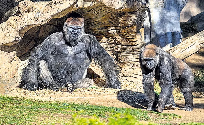 Corona For Gorillas In America - Sakshi