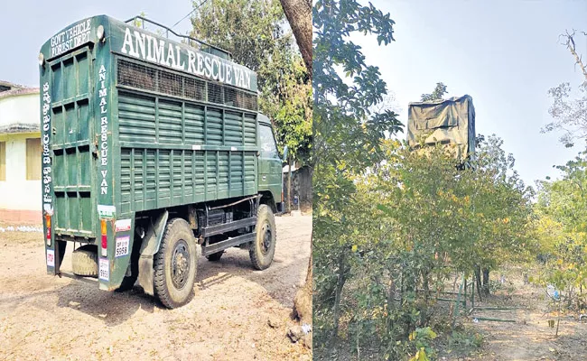 Adilabad Forest Officials Ready To Catch Tiger That Killed Two - Sakshi