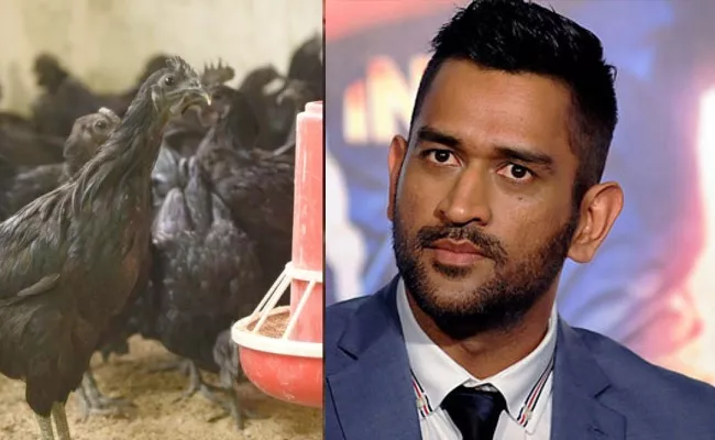 ms dhoni cancels orders for kadaknath over bird flu effect - Sakshi