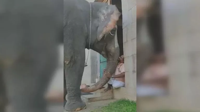 Elephant Complaining About People Taking Her Pics To Mahout - Sakshi