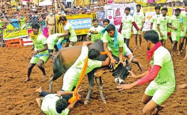 Jallikattu Bull Festival In Tamil Nadu - Sakshi