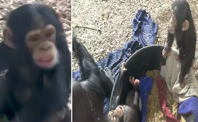 Two Young Chimpanzees Play Fighting Video Goes Viral - Sakshi