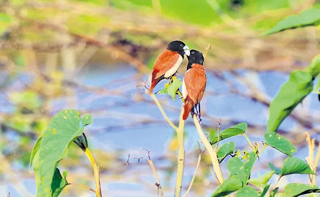 New bird species in the vicinity of Vijayawada are attracting bird lovers - Sakshi