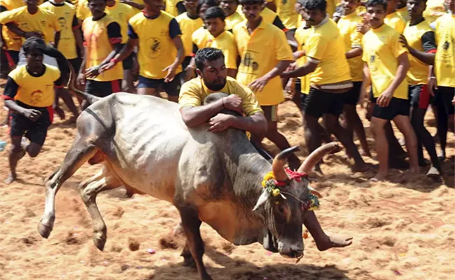 Man Eliminated In Jallikattu Fight In Tamilnadu - Sakshi