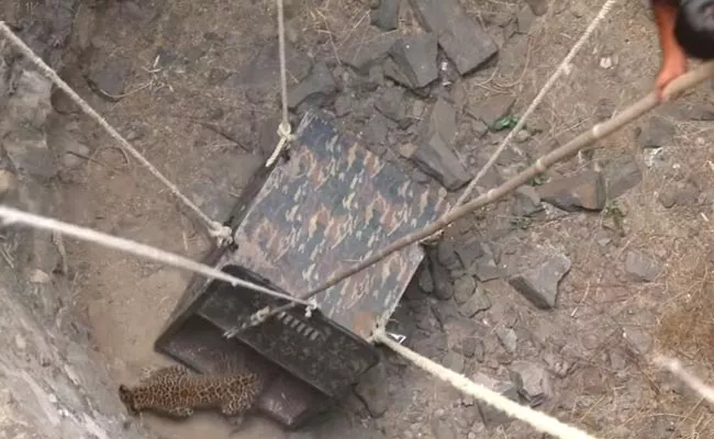 Snake Catcher Team Rescue Leopard Which Is Fell In Well - Sakshi