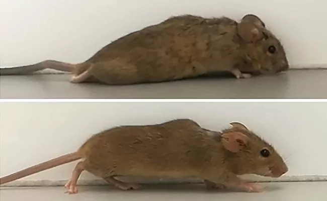 German Ruhr University Scientists Injected Designer Protein TO Paralyzed Mice - Sakshi