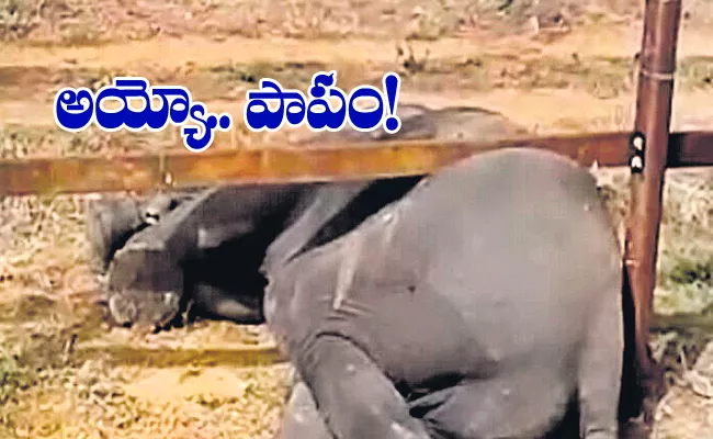 Elephant Trying to Cross Iron Fence in Mysore - Sakshi