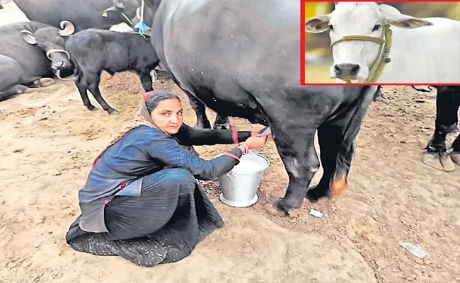 Gujarati woman sells milk worth Rs 1 crore - Sakshi