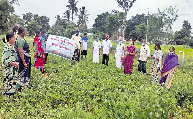 Peanut Seed For the first time in AP own seed production - Sakshi