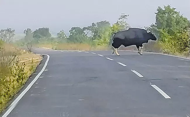 Wild Buffalo Comes On To Road In Mulugu - Sakshi