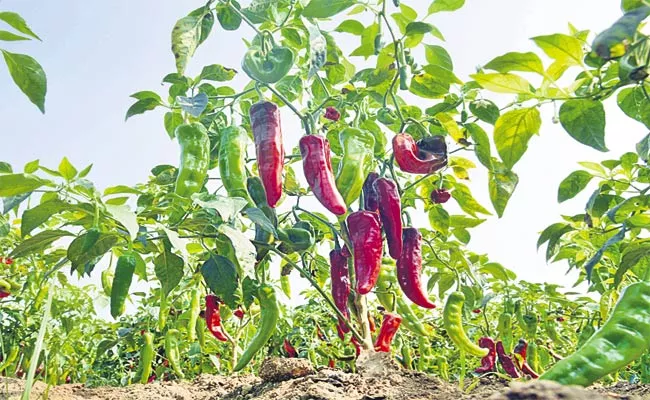 Famous Maanaapuram Pickles Mirchi In Suryapet - Sakshi