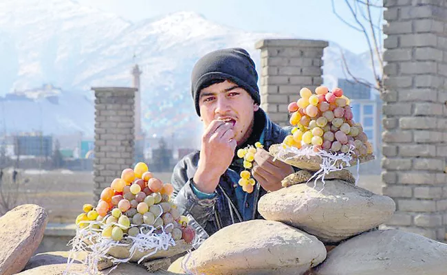 Afghanistan Grapes Protection Technique Gangina - Sakshi