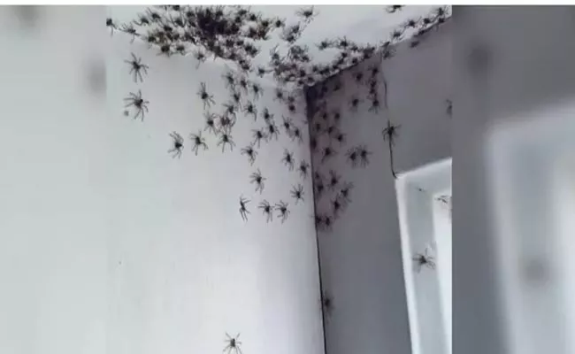 Sydney Woman Finds Multiple Spiders In Daughters Room Became Viral - Sakshi