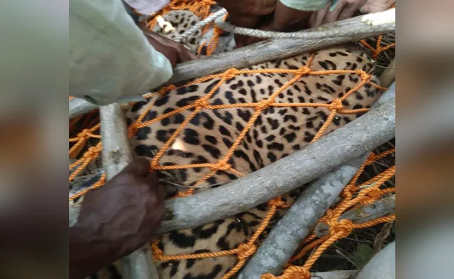 Leopard Last Breath After Caught By Villagers In Odisha - Sakshi