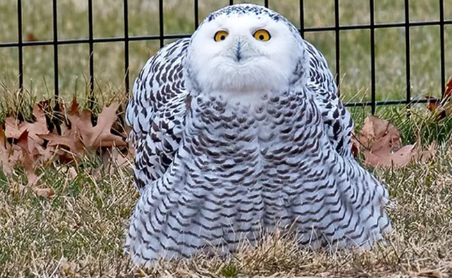 Rare Snowy Owl Spotted In New York Central Park After 130 Years - Sakshi