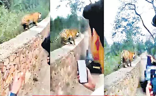 Tourists Trying To Take Pics Of A Tiger - Sakshi