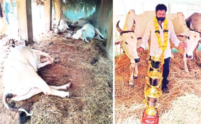 Oxen Deceased In East Godavari - Sakshi