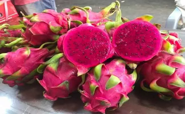 Dragon Fruit Farming In Bihar - Sakshi